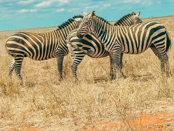 (2 Days, 1 Night) Day & Night Game Drive Tsavo East National Park
