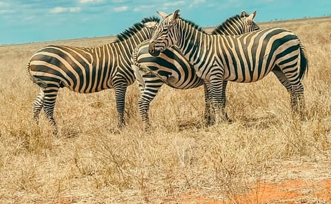 (2 Days, 1 Night) Day & Night Game Drive Tsavo East National Park