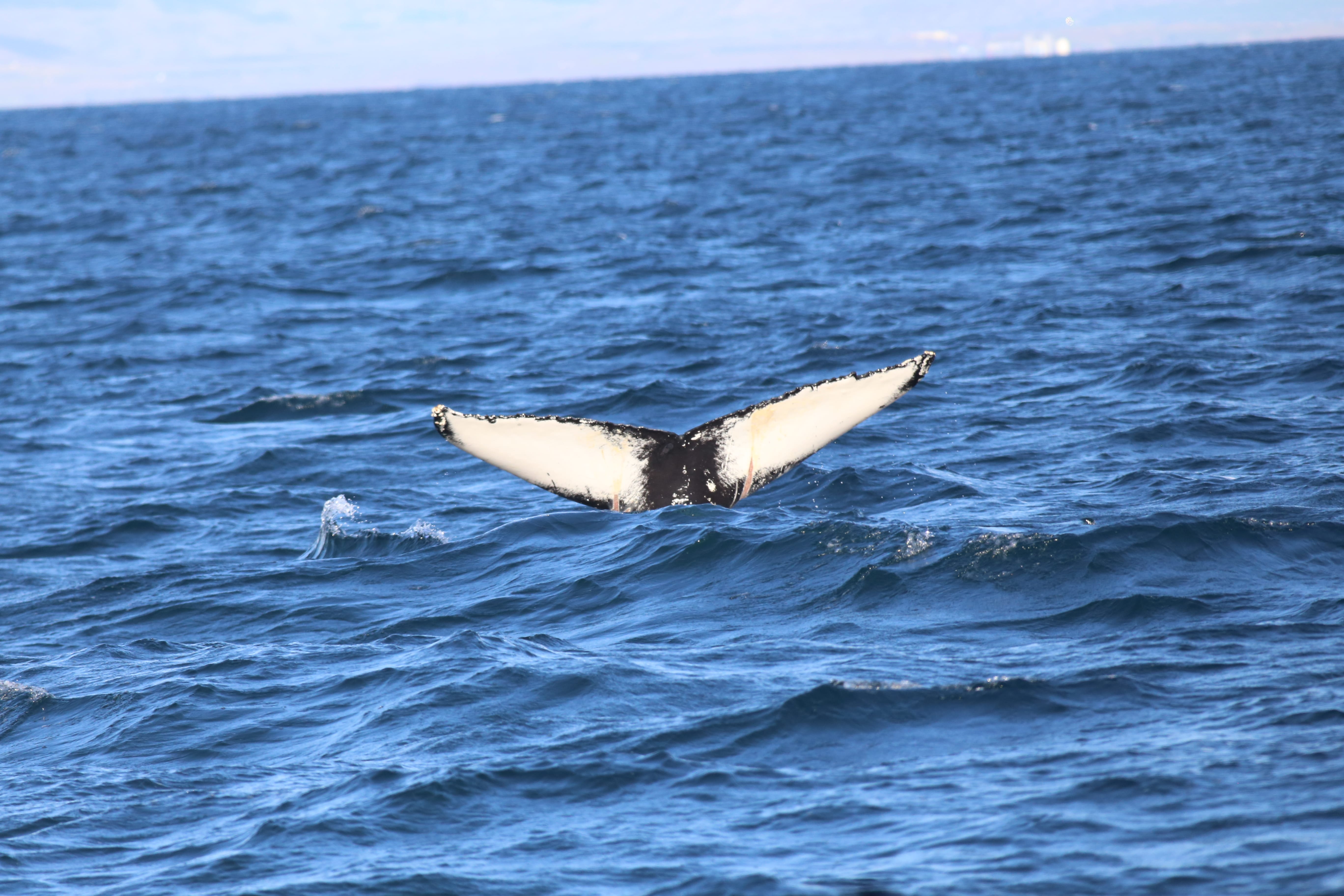 Whale tail diving into the ocean during a whale watching tour in Iceland