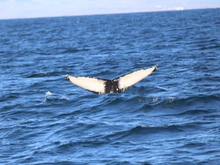 Whale tail diving into the ocean during a whale watching tour in Iceland