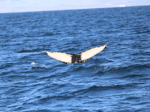 Whale tail diving into the ocean during a whale watching tour in Iceland