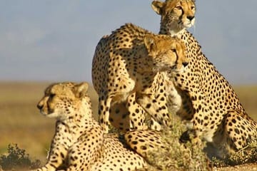 Aquila Game Reserve Big 5 Safari with Wine and Excluding Ticket