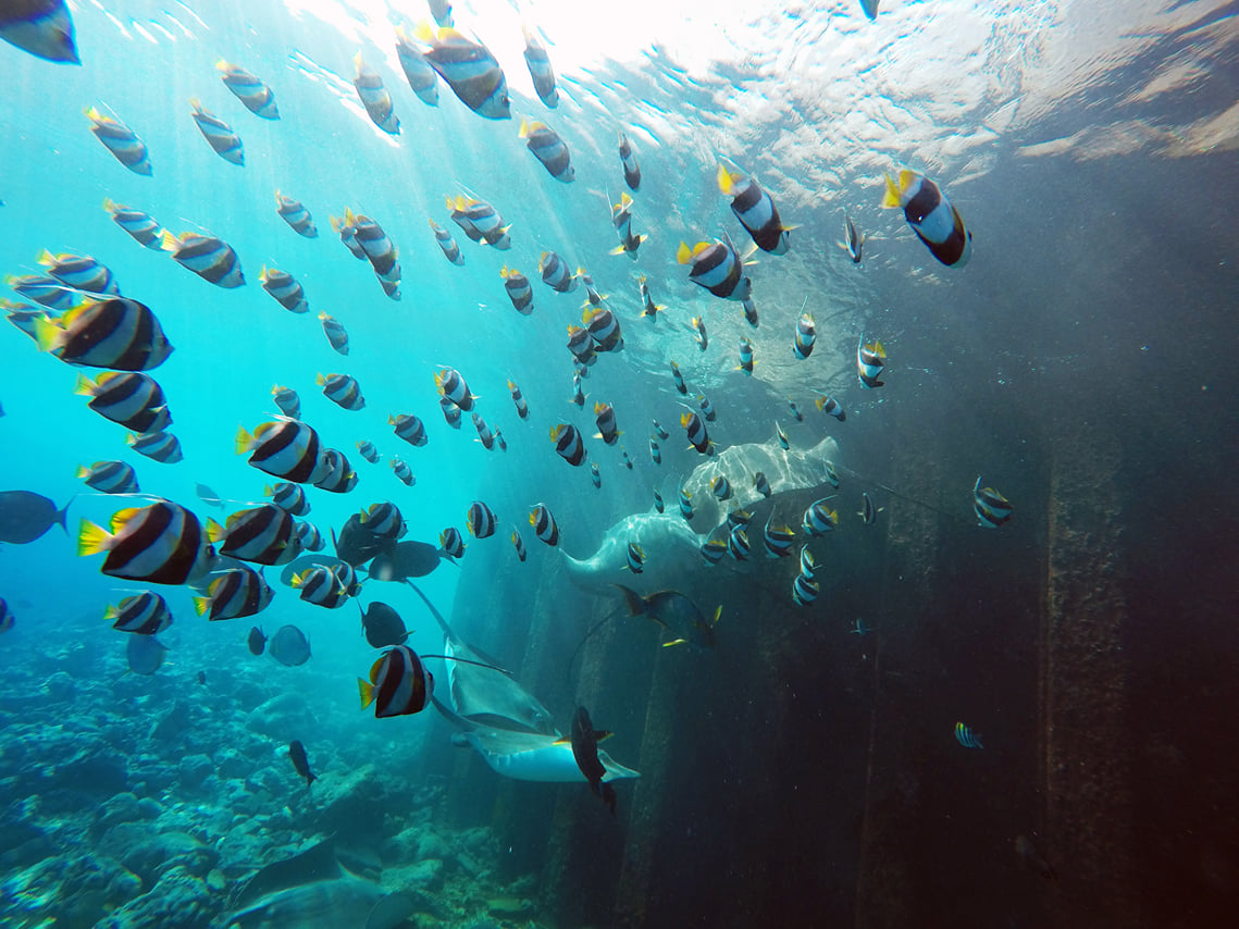 Guided Snorkeling Trip 9