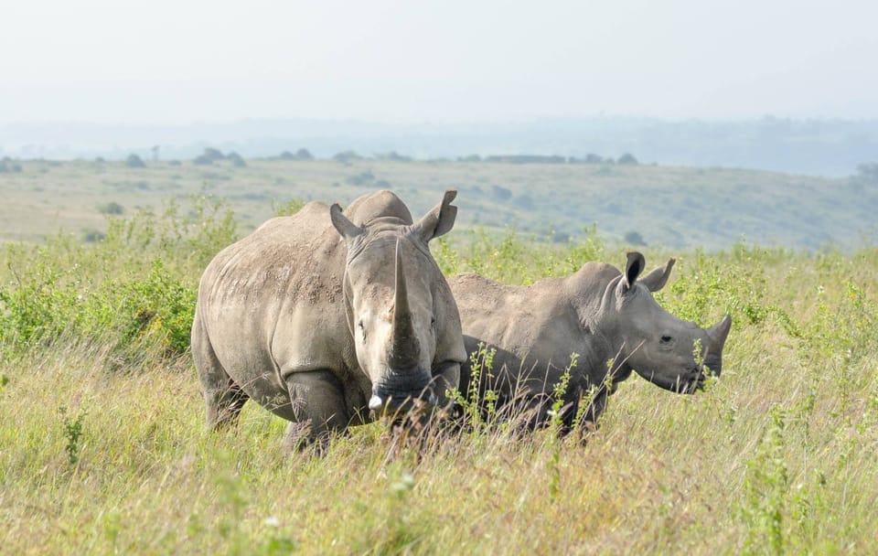 Nairobi Sunrise Safari and City Tour with Wildlife Encounters