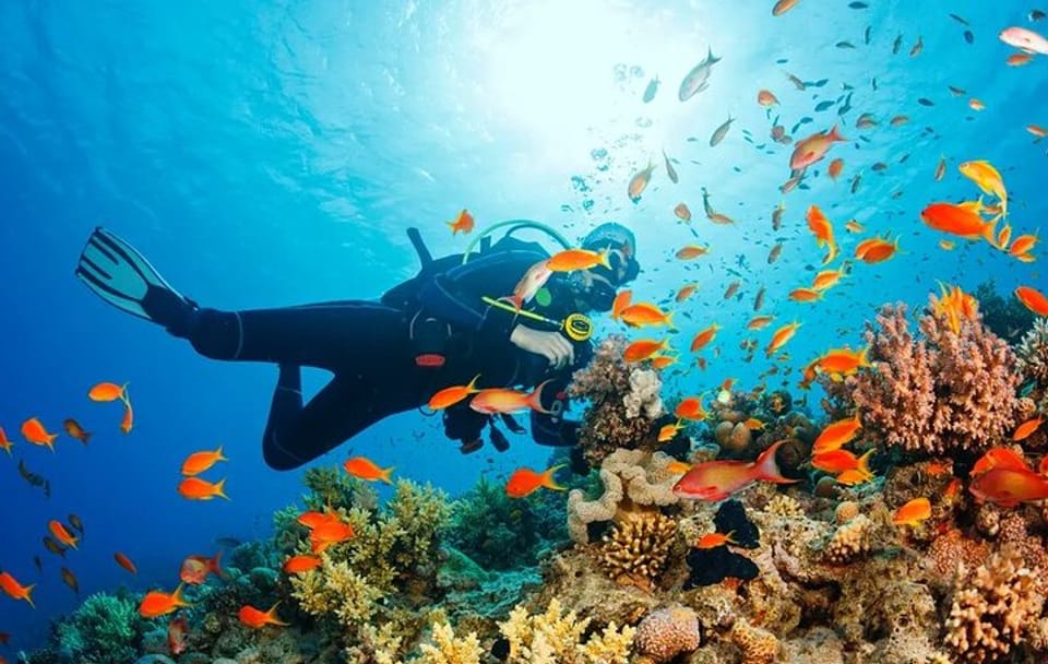 Snorkeling and Diving Tour at Ras Mohammed and White Island