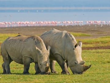 4 Days, 3 Nights Safari – Lake Nakuru and Maasai Mara Safari