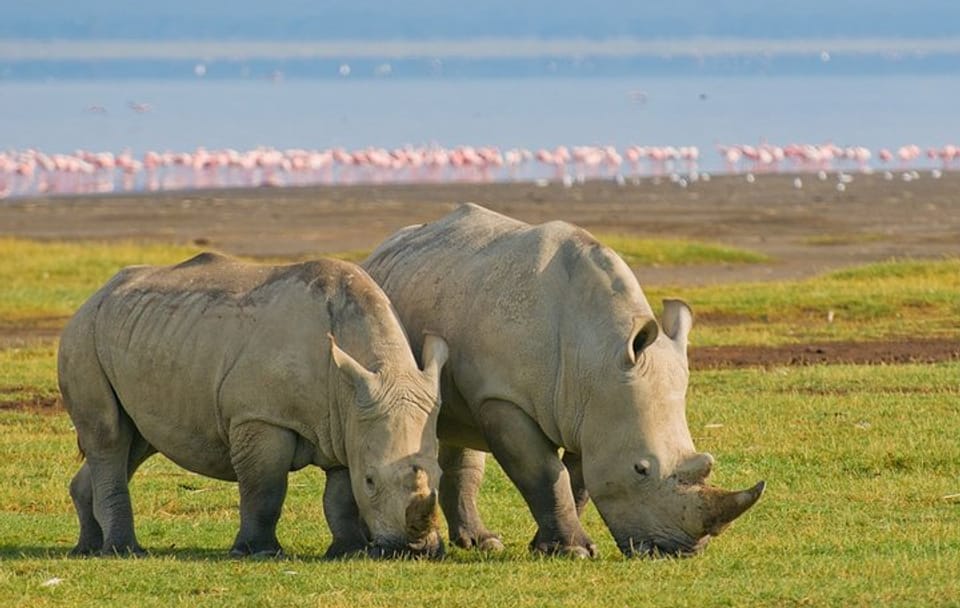4 Days, 3 Nights Safari – Lake Nakuru and Maasai Mara Safari