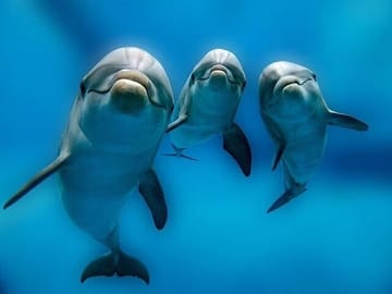 Premium VIP Dolphin House Snorkeling Adventure & Lunch – Hurghada