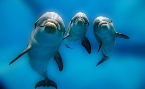 Premium VIP Dolphin House Snorkeling Adventure & Lunch – Hurghada