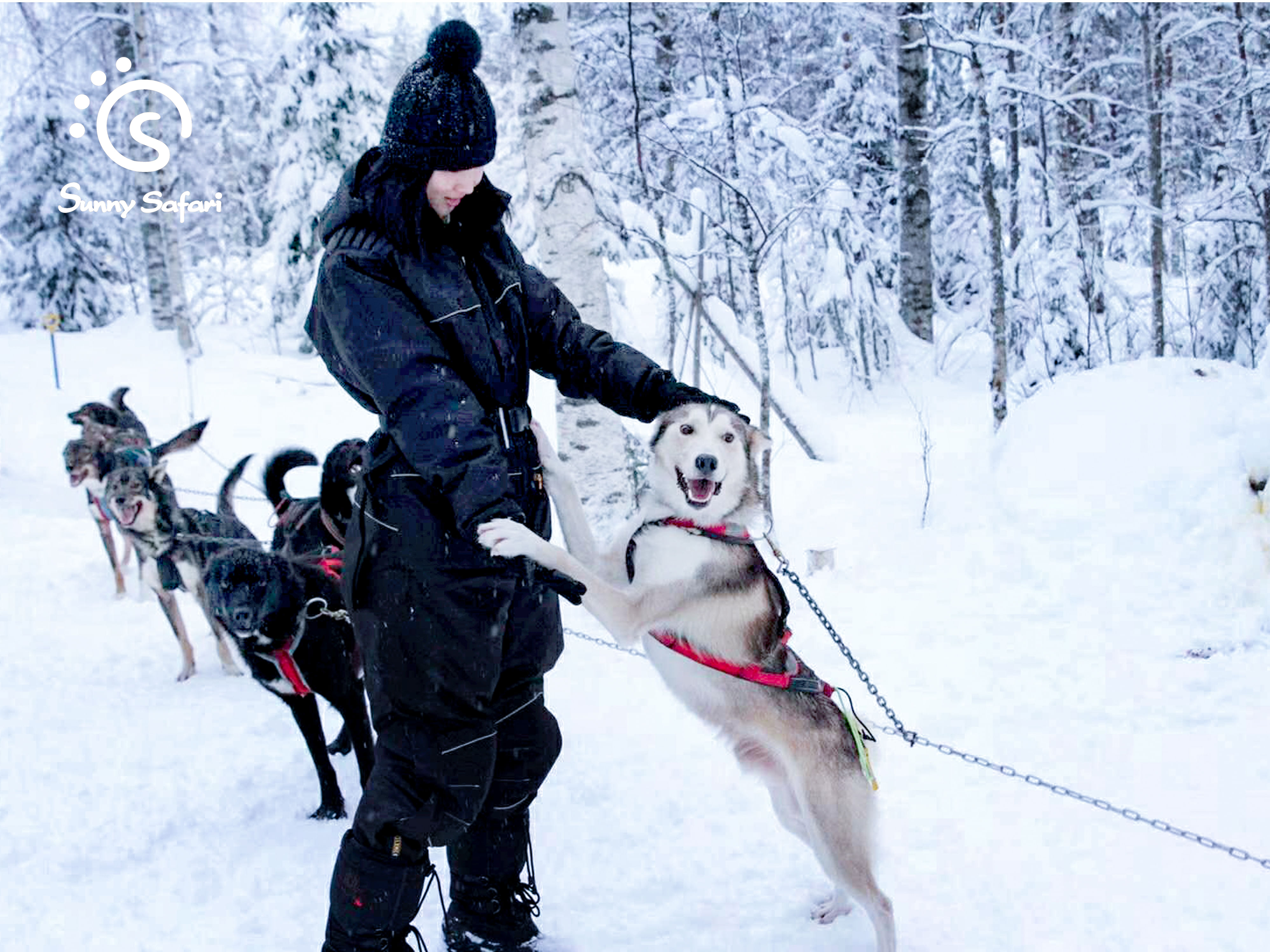 Husky Farm Visit & Sled Experience