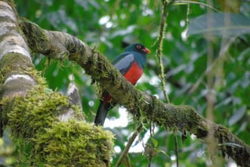 Bird Watching Adventure in Drake Bay, Costa Rica