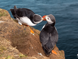 Vestmannaeyjar Day Tour, photo 11