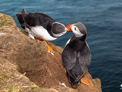 Vestmannaeyjar Day Tour, photo 11