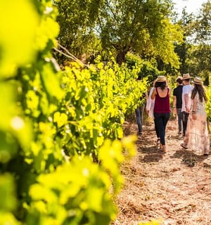 Montserrat Full Day Tour with Farmhouse Lunch and Winery Experience