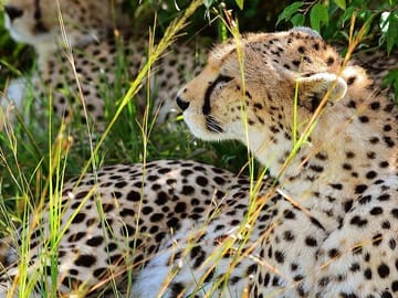 4-Day Masai Mara and Lake Nakuru Jeep Safari
