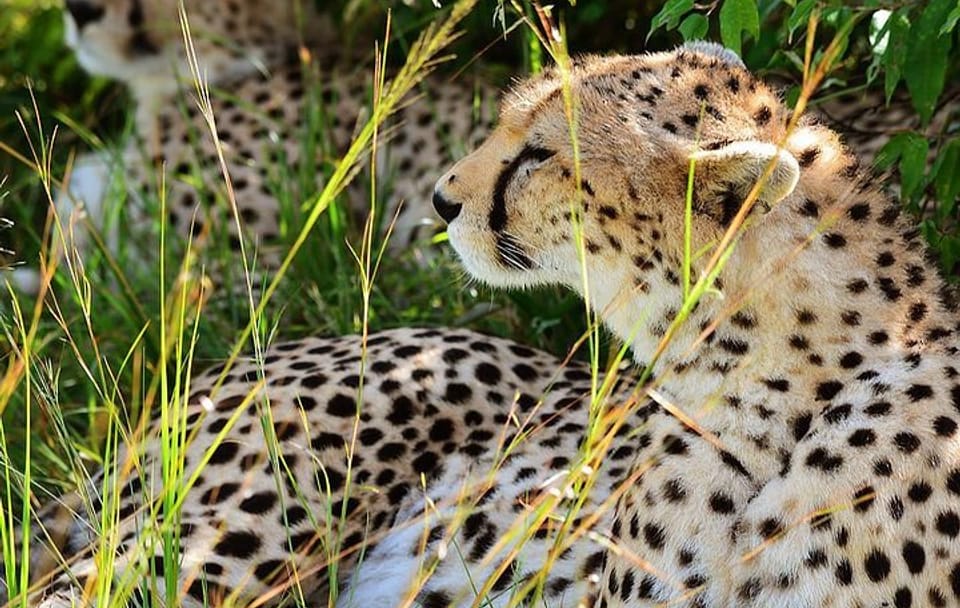 4-Day Masai Mara and Lake Nakuru Safari from Nairobi