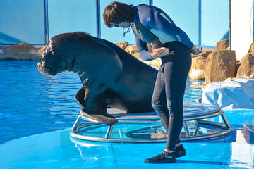 Dolphin Show and Semi-Submarine Tour at Makadi Beach, Hurghada
