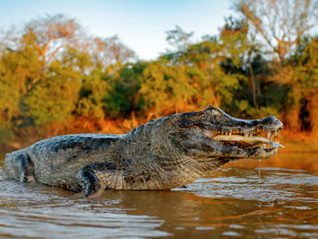 Four-Day Amazon Rainforest Adventure from Iquitos