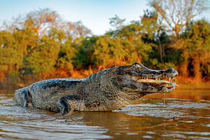 Iqu-04 : Amazon Expedition - 4 Days of Rainforest Marvels