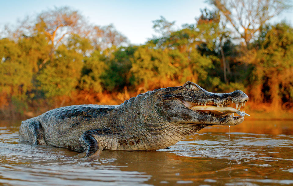 Four-Day Amazon Rainforest Adventure from Iquitos
