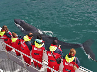 Combo Whale Watching and Goðafoss, photo 7