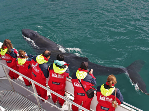 Combo Whale Watching and Goðafoss, photo 7