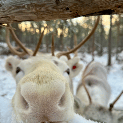 Visit a Real Reindeer Farm - Image 12
