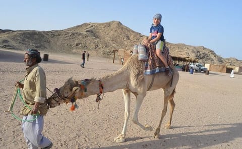 Desert Quad and Camel Safari with BBQ Dinner in Hurghada
