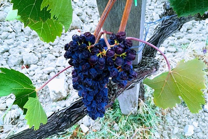 PRIVATE TOUR: Pisa & Siena in one day with Wine tasting & Lunch in Chianti