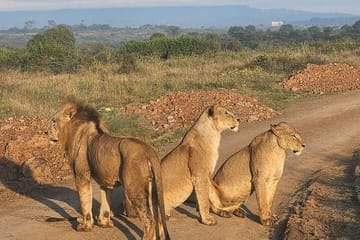 Explore Nairobi National Park and Giraffe Centre in a day Tour