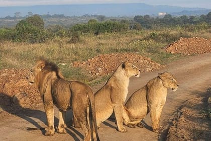 Explore Nairobi National Park and Giraffe Centre in a day Tour