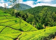 05 Day Tour From Kandy Sri Lanka ( Without Accommodation)  4