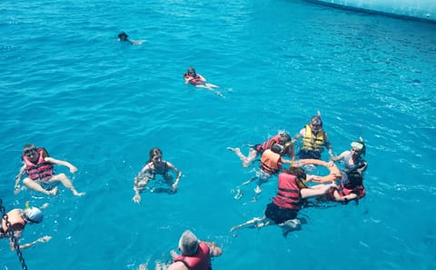 Dolphin House Snorkeling Trip from Hurghada