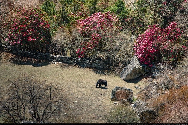 Everest Tengboche Monastery Trek – 10 days