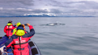 Whales, Puffins & Reykjavík 5