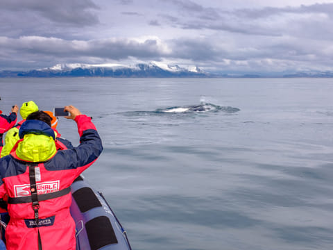 Whales, Puffins & Reykjavík, photo 5