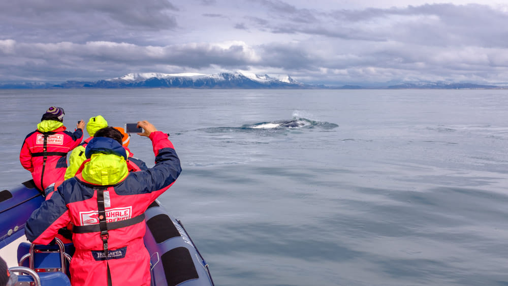 Whales, Puffins & Reykjavík 5