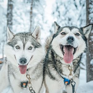 Husky Park Visit with Jenga (500 m) Husky ride