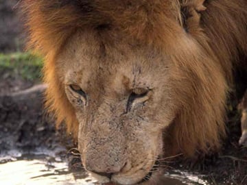 OVERNIGHT SAFARI TO AMBOSELI NATIONAL PARK FROM NAIROBI