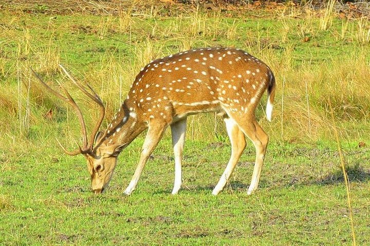 2-Night Private Ranthambore National Park with Wildlife Tour from Delhi
