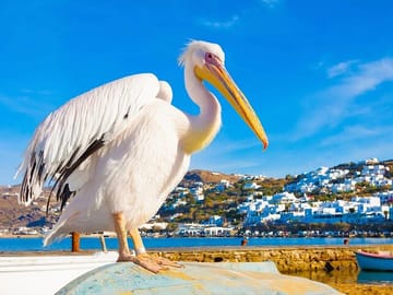 Petros the famous pelican of Mykonos