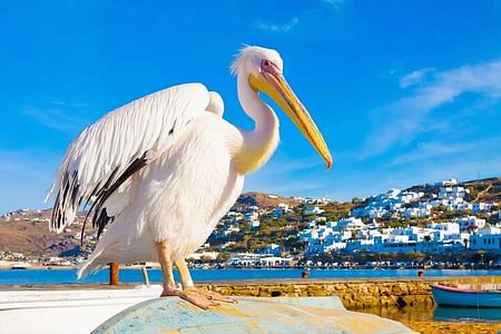 Private Day Trip to Mykonos: Iconic Sights, Beaches & Local Culture