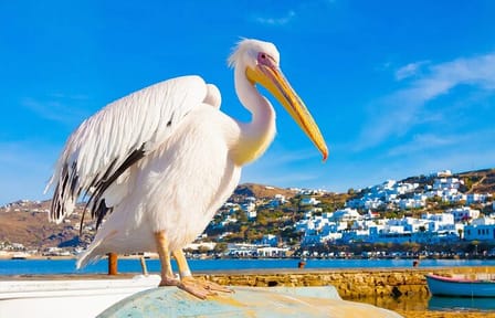 Private Day Trip to Mykonos from Athens with Guided Tour