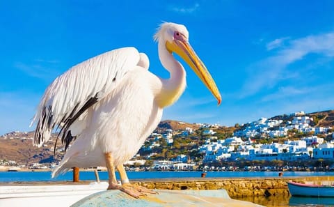 Private Day Trip to Mykonos from Athens with Guided Tour