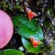 Lephantes wild Orchid Cloud Forest hanging Bridges tour