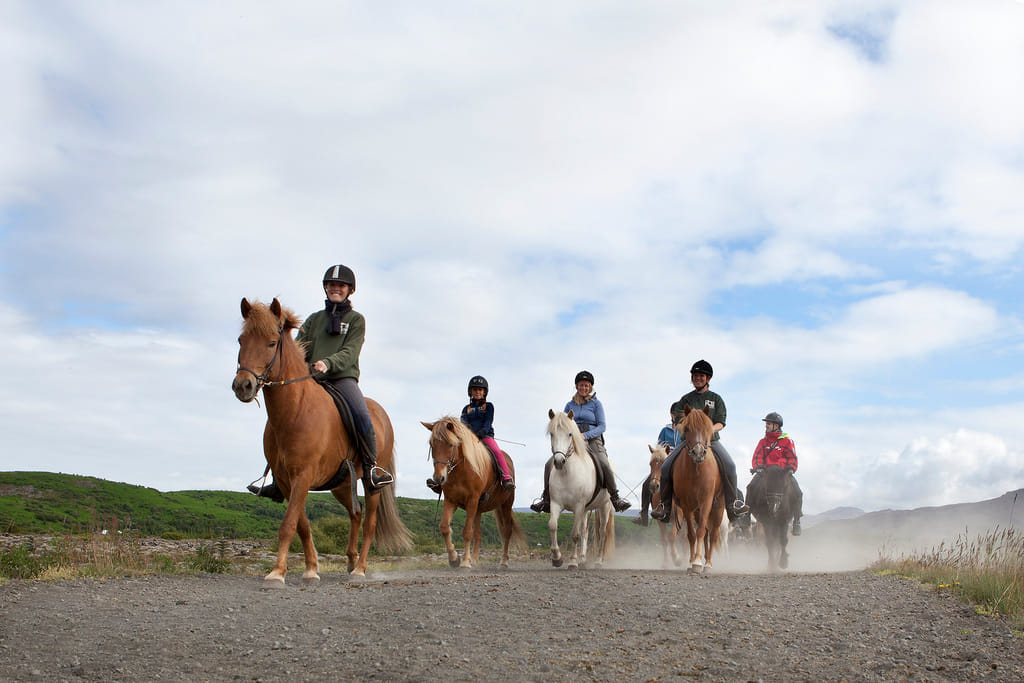 Reykjavík Whales & Horses 7