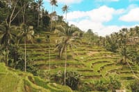 Full Day Tour - Best of Ubud with Visit Kintamani Volcano 6