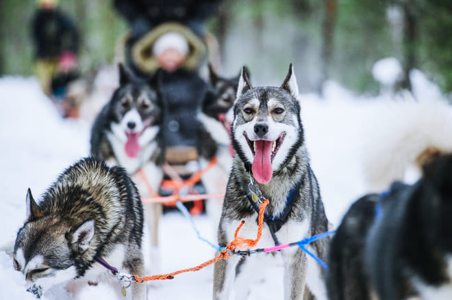 Visit a Husky Farm and Husky Safari from Kemi - Kemi