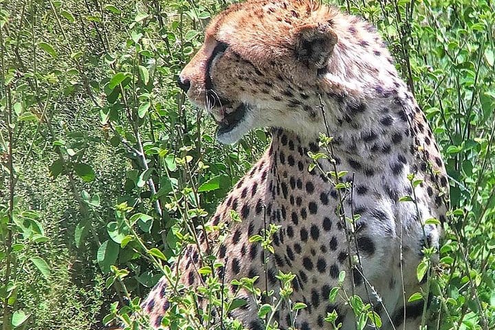 mara leopard