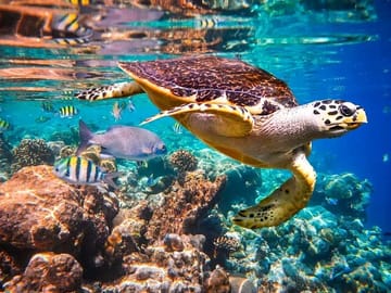 Mangrove Exploration, Horseback Riding, and Snorkeling in Roatan